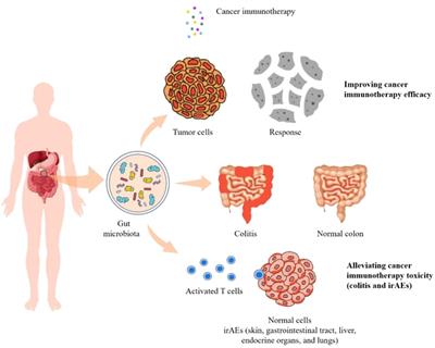 Dietary fungi in cancer immunotherapy: From the perspective of gut microbiota